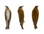 Veery specimen